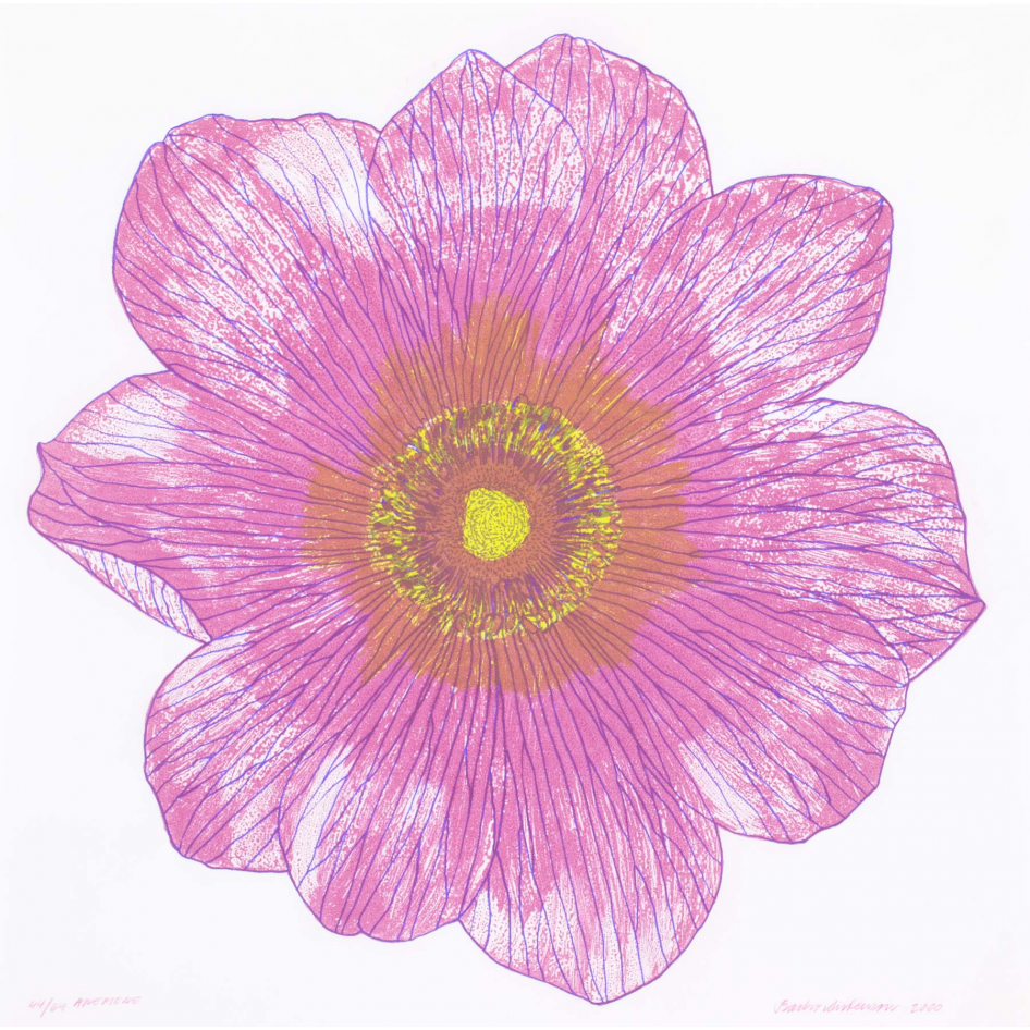 Anemone (rosa)
